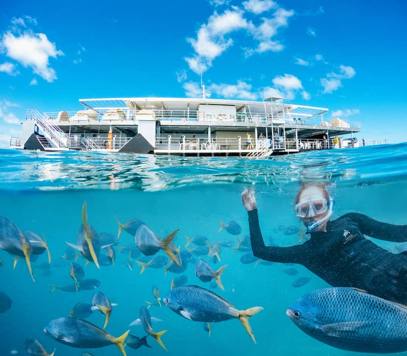 A split underwater view showing a person snorkelling with numerous blue and yellow fish below the surface and the Cruise Whitsundays pontoon above.