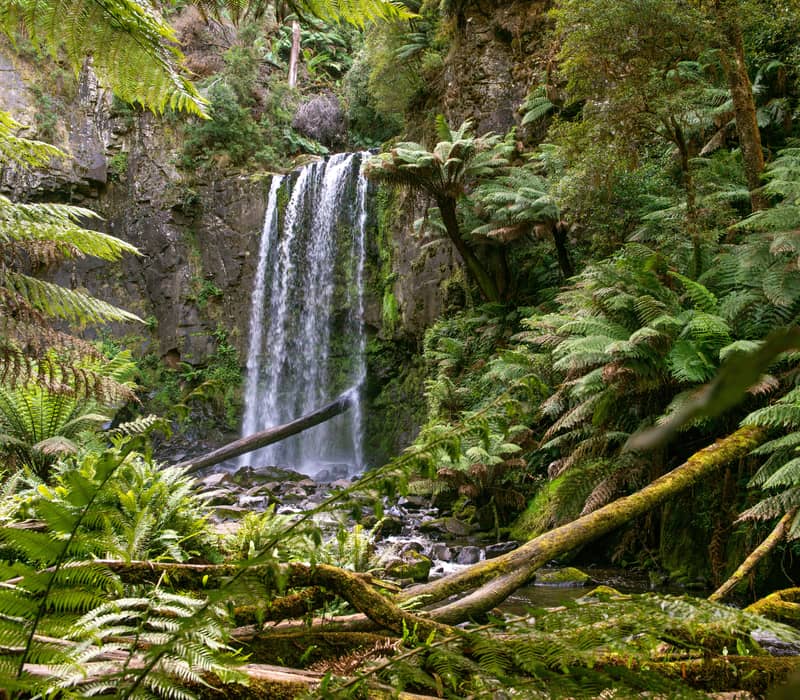 A large waterfall surrounded by dense green ferns and mossy logs in the Otway Ranges.