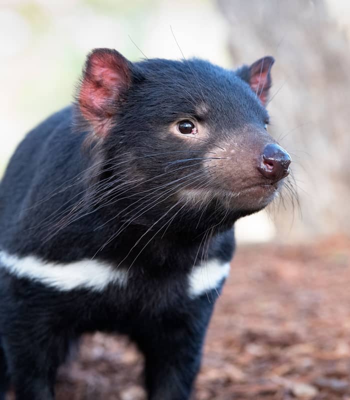 Close-up shot of a black Tasmanian Devil with a white chest stripe standing on mulch.