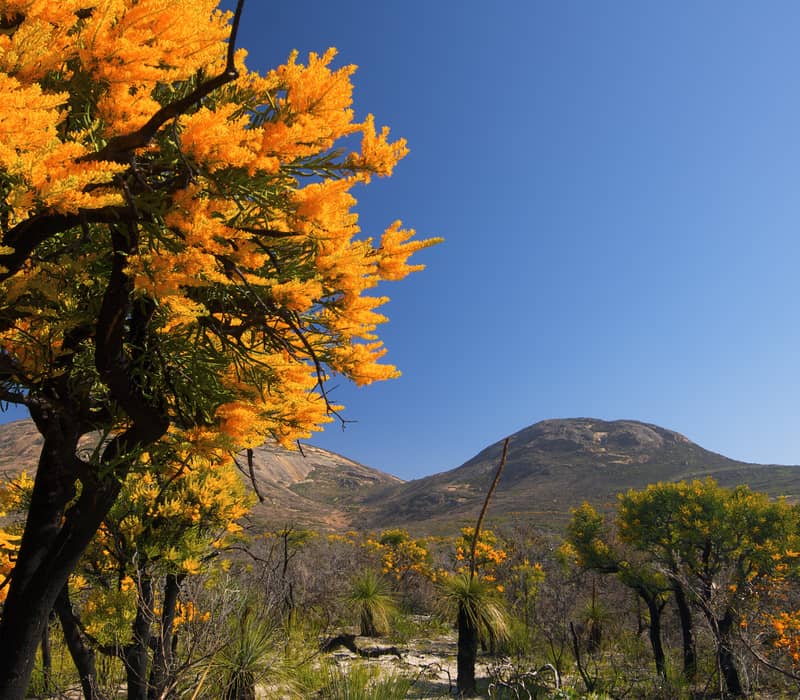Vibrant orange Nuytsia floribunda flowers in the foreground frame the granite peaks of Cape Le Grand under a clear blue sky.