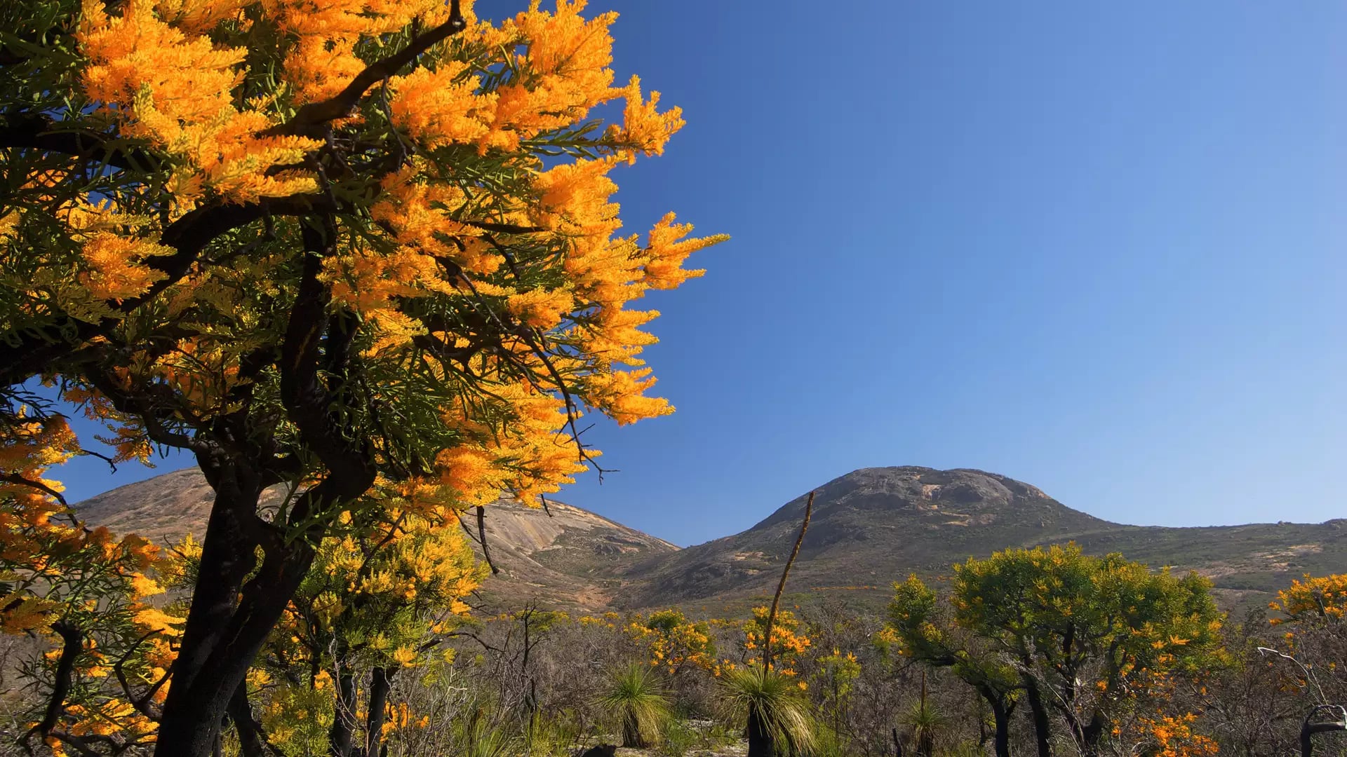 Vibrant orange Nuytsia floribunda flowers in the foreground frame the granite peaks of Cape Le Grand under a clear blue sky.