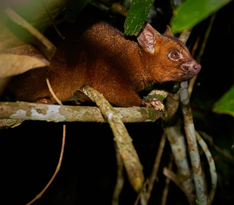 A brown Lemuroid Ringtail Possum perched on a tree branch at night in the Tropical North Queensland rainforest.