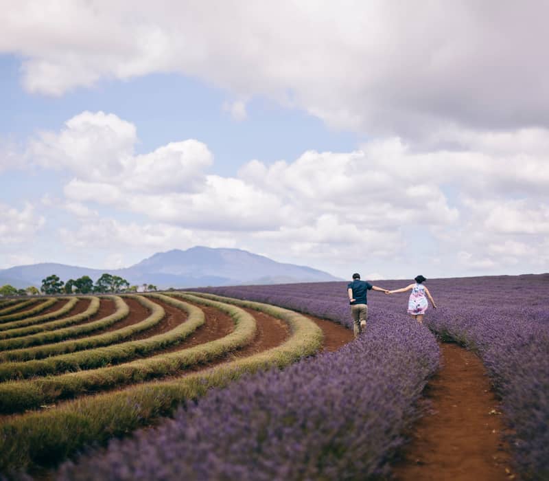 Couple running hand-in-hand through the vibrant purple lavender fields at Bridestowe Estate in Tasmania"