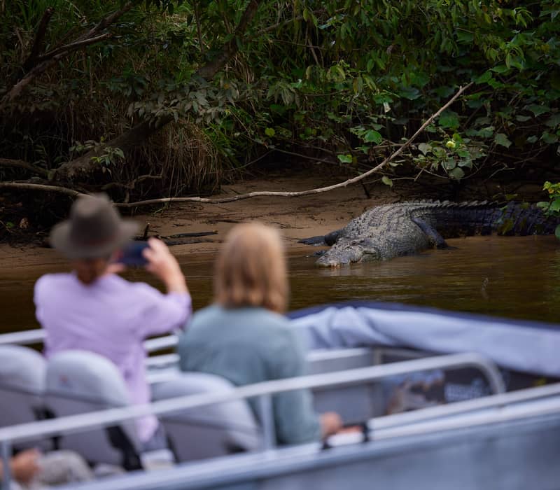 Close-up of a saltwater crocodile on the riverbank viewed by passengers from a Daintree Boatman cruise boat.