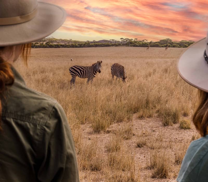 Over-the-shoulder view of two people in wide-brimmed hats watching two zebras grazing in a dry grass field under a vibrant pink and orange sunset sky.