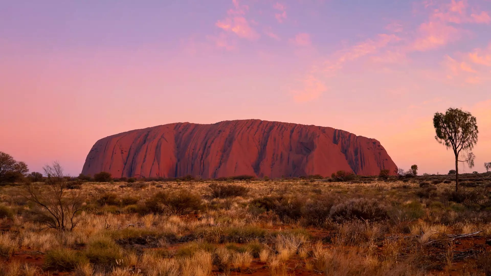 The glowing red surface of Uluru is captured at dusk with a single tall, thin tree standing to the right under a soft purple and pink sky.
