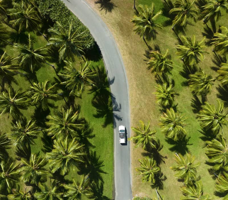 Bird's-eye view of a white car driving down a gray road lined with perfectly spaced green palm trees.