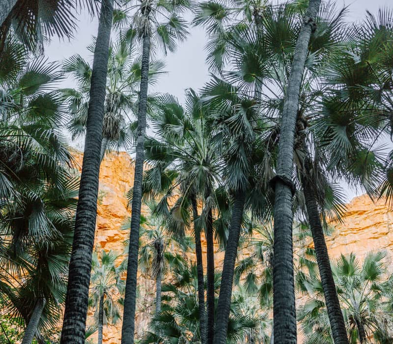 Looking up at many very tall, thin palm trees with green fronds reaching toward a bright sky, with a massive orange sandstone cliff in the background.
