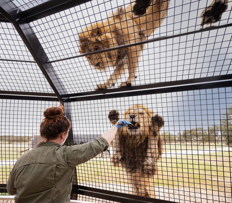 Zookeeper feeding a lion through a safety enclosure at Monarto Safari Park.