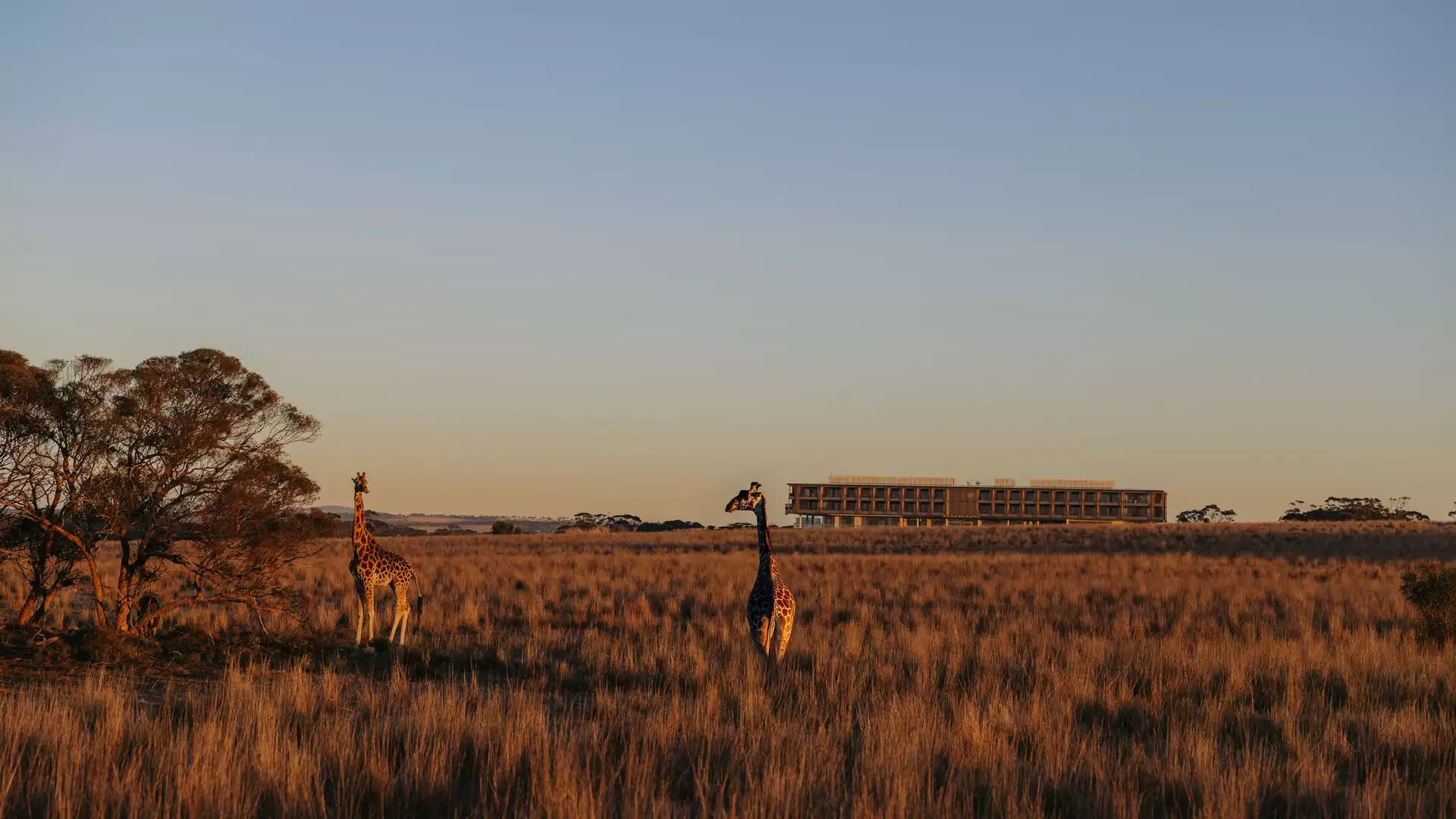 Modern safari lodge building in the distance across a field with giraffes in the foreground.