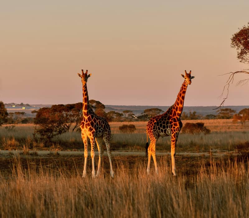 Two giraffes standing in a dry grassy field during golden hour at Monarto Safari Park.