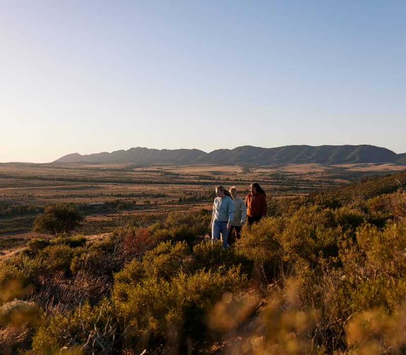Three people hiking through scrubland with the Flinders Ranges mountains in the background.