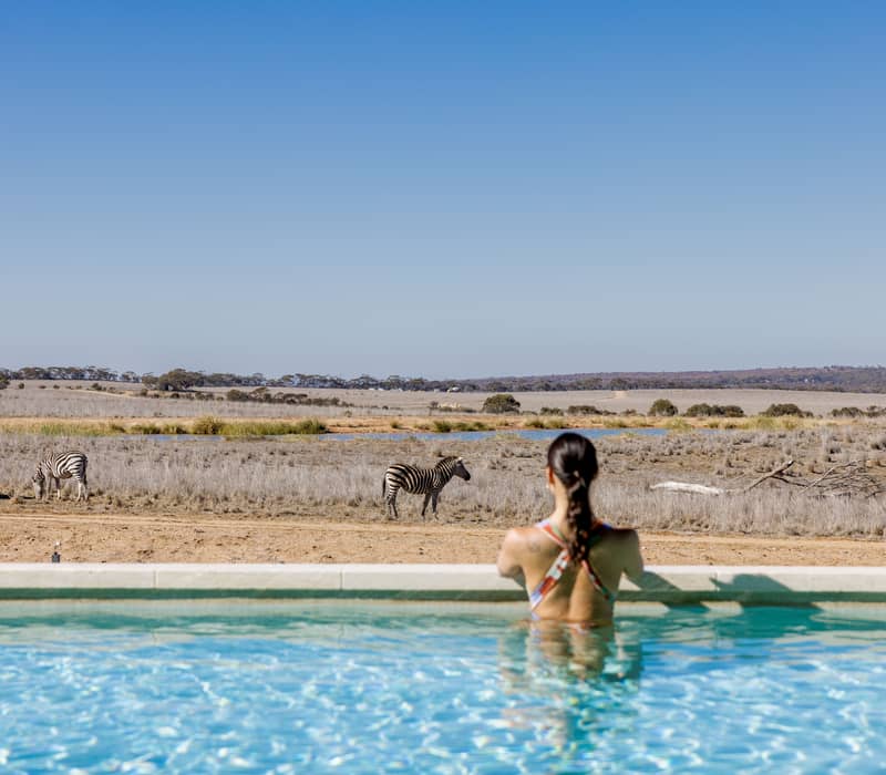 Woman in a swimming pool looking out at zebras in a field at Monarto Safari Resort.