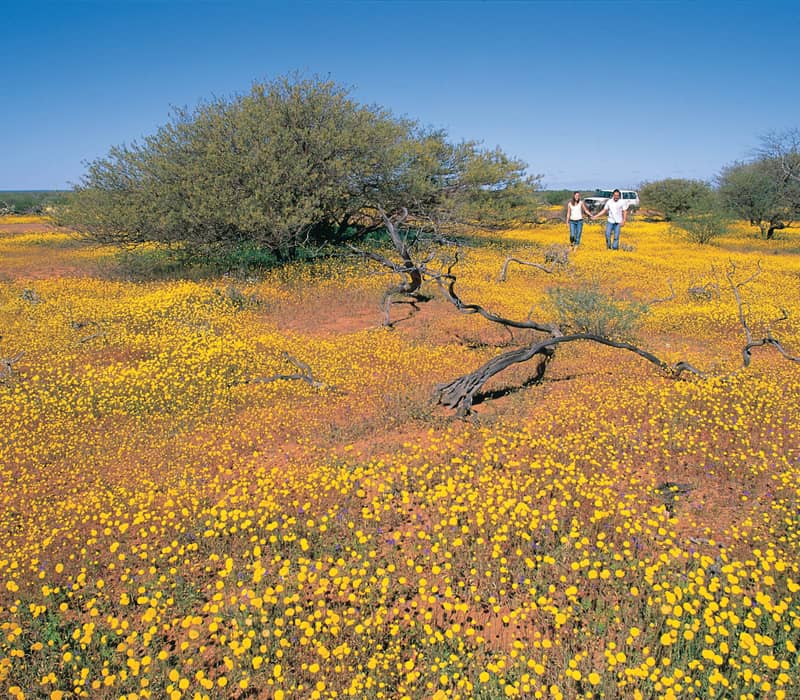 A man and woman walking through a large field of yellow wildflowers in the Australian outback.