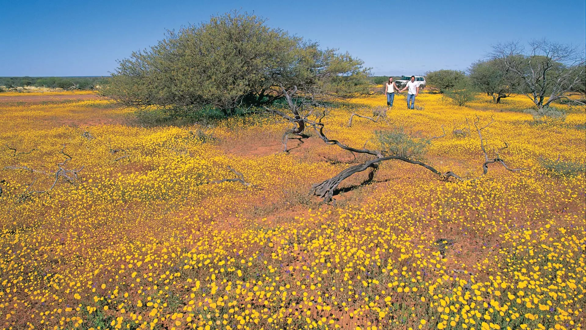 A man and woman walking through a large field of yellow wildflowers in the Australian outback.
