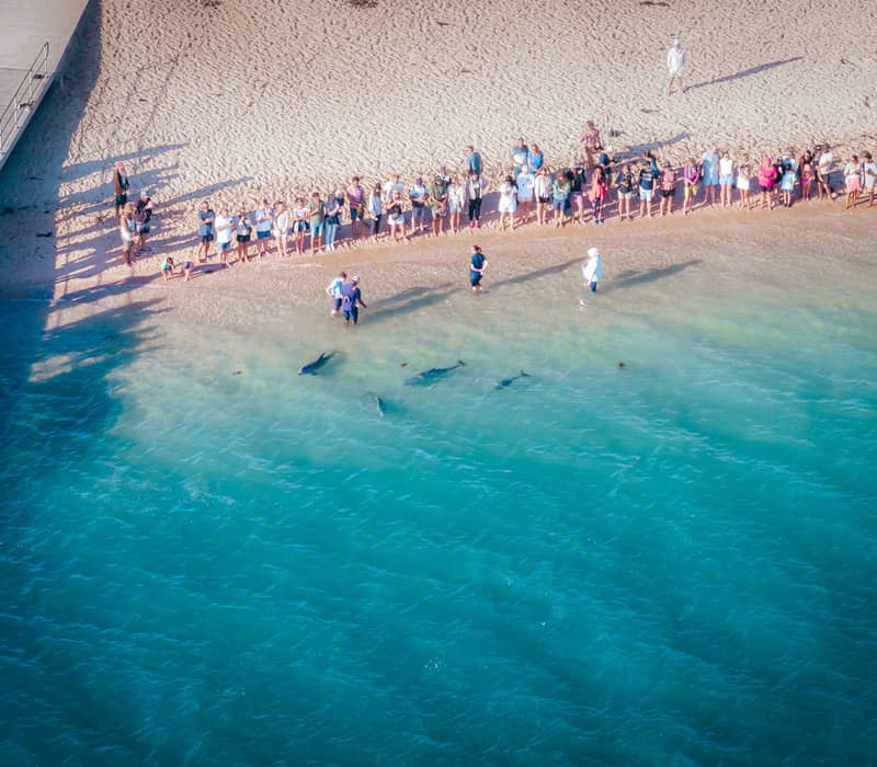An aerial view of a crowd of people on a beach next to a wooden pier, with several dolphins visible in the bright blue water being attended to by people standing knee-deep in the shallows.