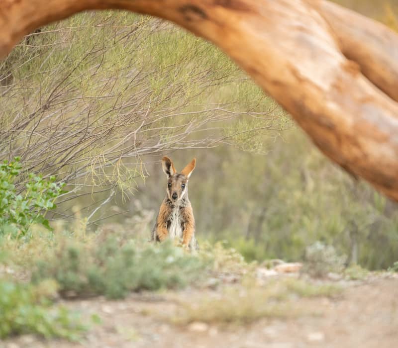 A native Yellow-footed Rock-wallaby with distinctive orange ears and a striped tail standing alert in the scrub beneath a large eucalyptus branch in Ikara-Flinders Ranges National Park.