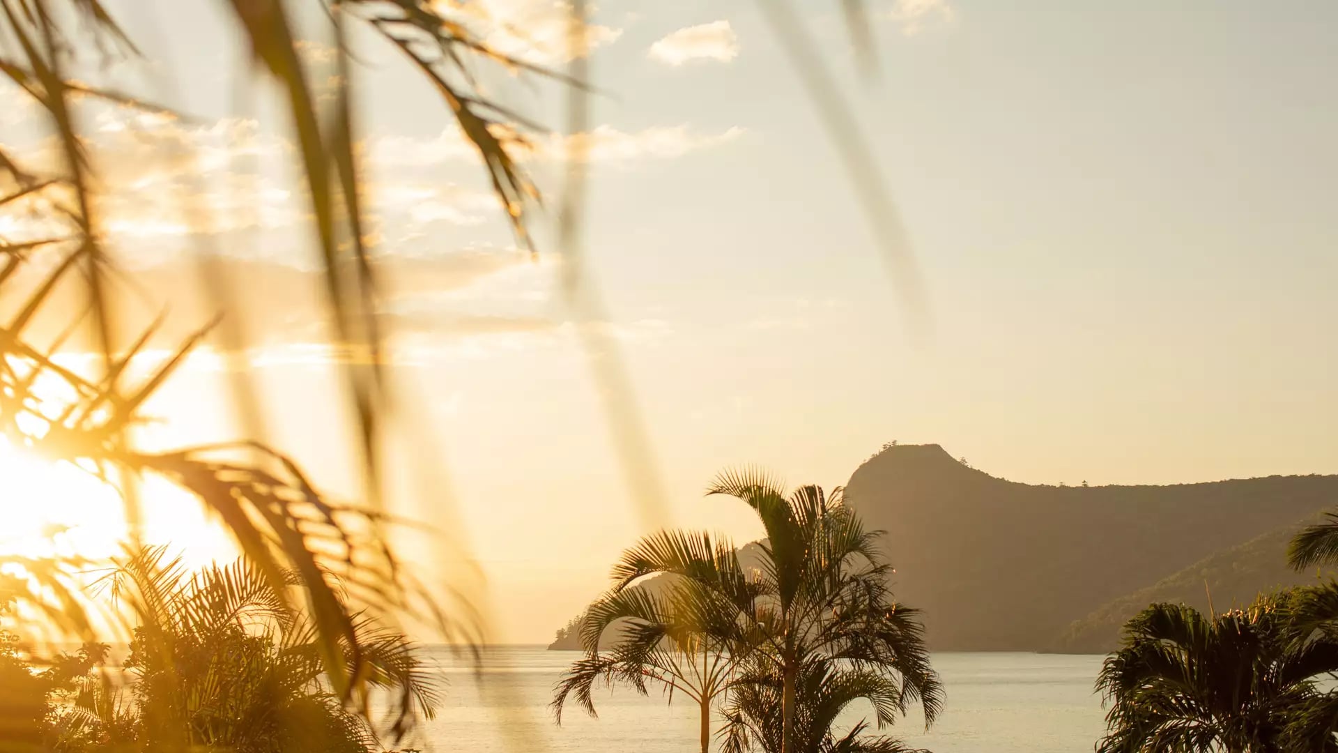 Blurred palm leaves in the foreground with a hazy golden sunset over a calm ocean and island hills.