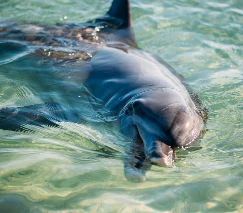 A close-up horizontal shot of a grey dolphin's head emerging from clear, shallow water, looking toward the camera.