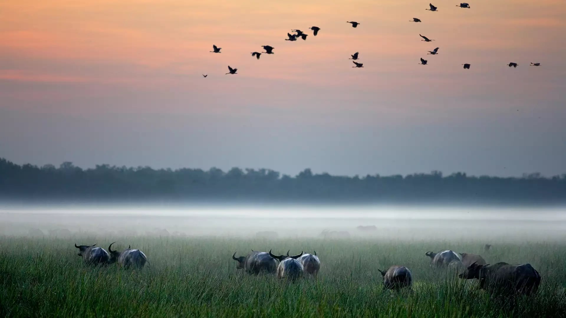 A wide, atmospheric shot of a vast wetland at dawn under a soft pink and orange sky. A thick layer of white mist clings to the horizon behind a herd of dark water buffalo standing in tall green grass. Above them, a large flock of small birds is captured m