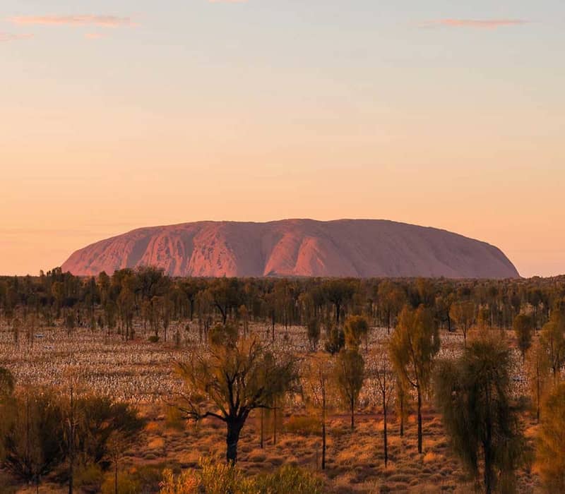 Uluru illuminated by the soft light of sunrise, surrounded by desert landscape.