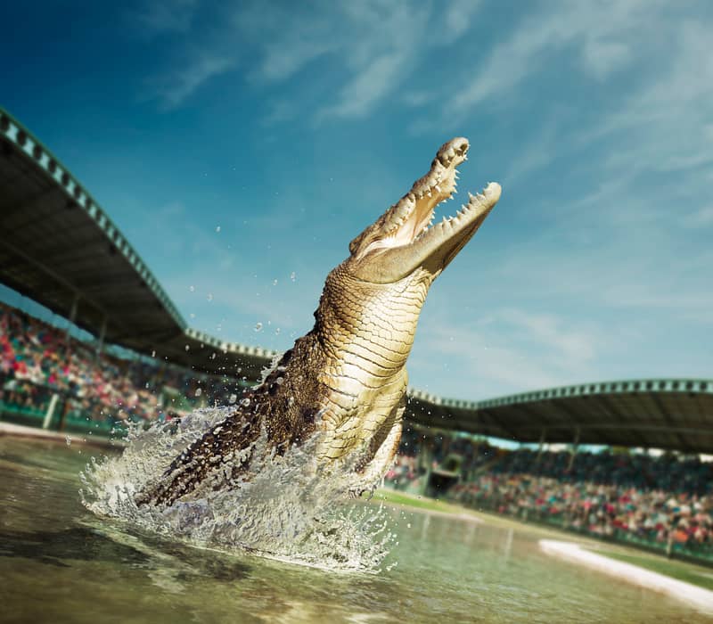 Large saltwater crocodile jumping out of a pool during a wildlife show at Australia Zoo.