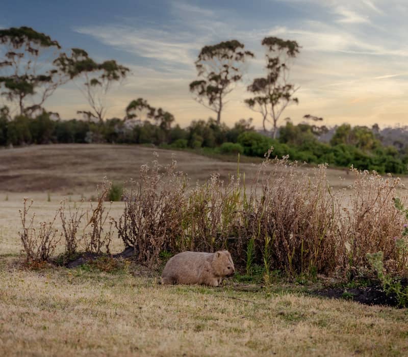 A single brown wombat grazes in a dry, grassy field in front of a small cluster of shrubs, with a line of eucalyptus trees and a soft sunset sky in the background.