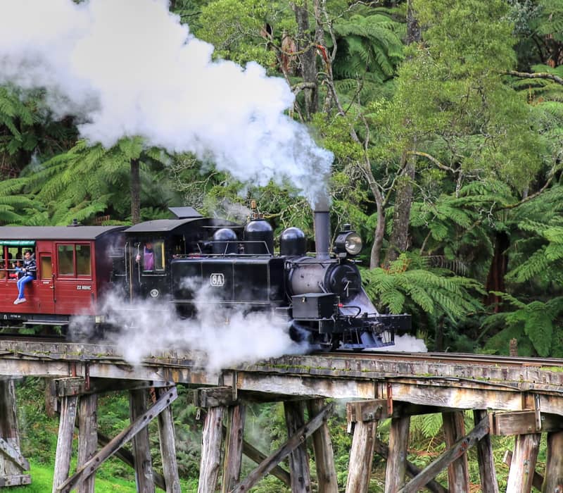 A vintage dark blue steam locomotive pulling red open-sided passenger carriages across an elevated wooden trestle bridge hidden in a dense green fern forest.