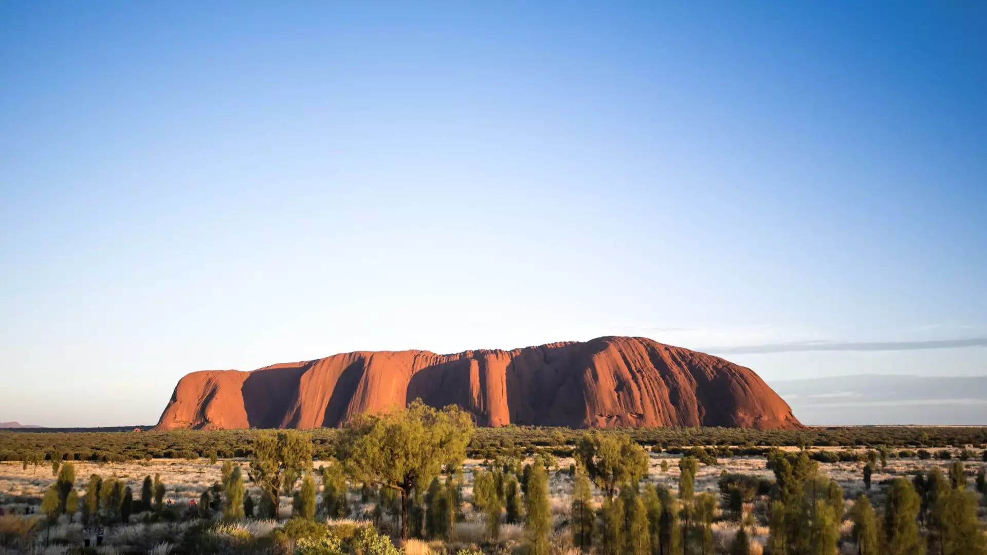 A wide panoramic shot of the massive red sandstone monolith of Uluru centered in a flat landscape of desert trees and spinifex.