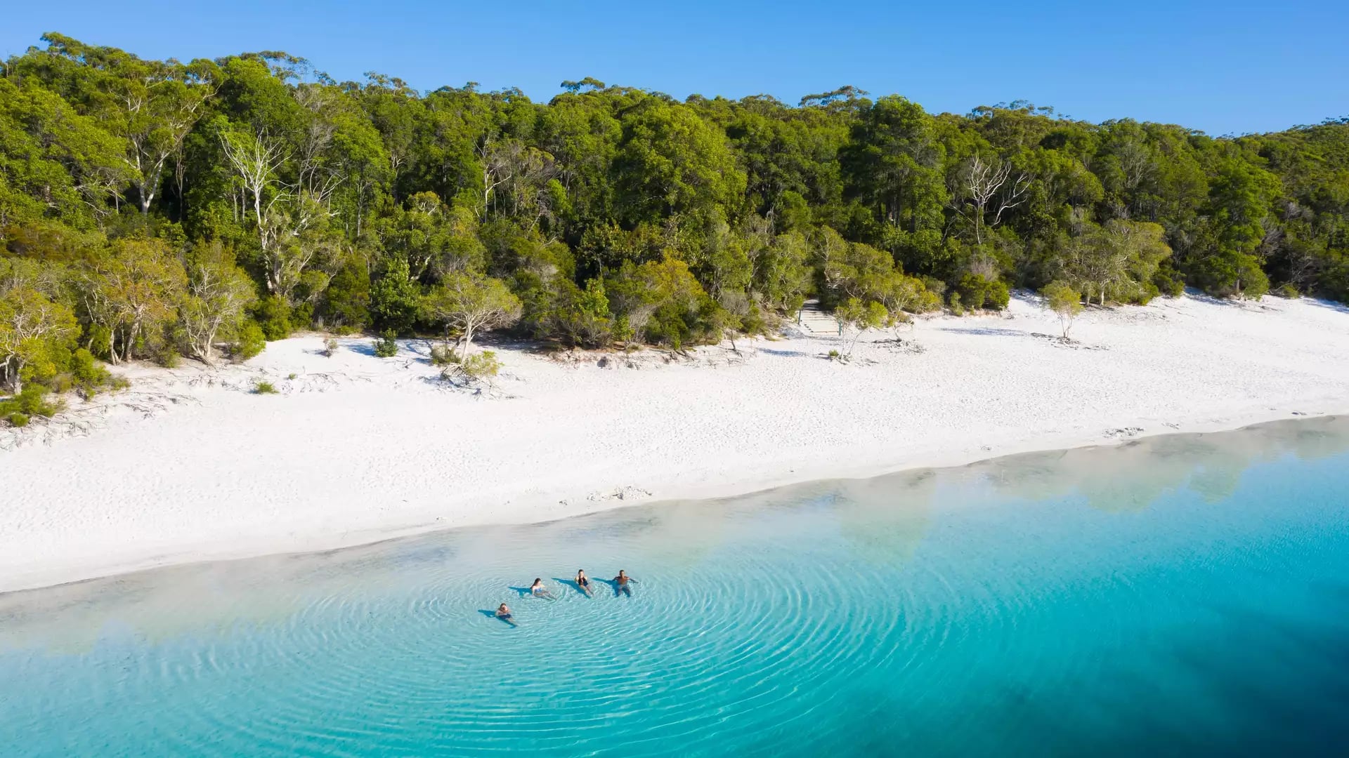 Drone shot of people swimming in a clear blue perched lake with white silica sand and lush green forest on K'gari.