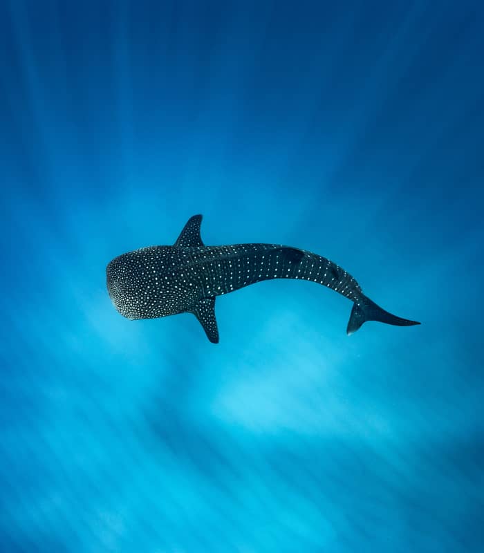 A high-angle vertical shot of a dark whale shark with white spots swimming alone in vast, bright blue water.