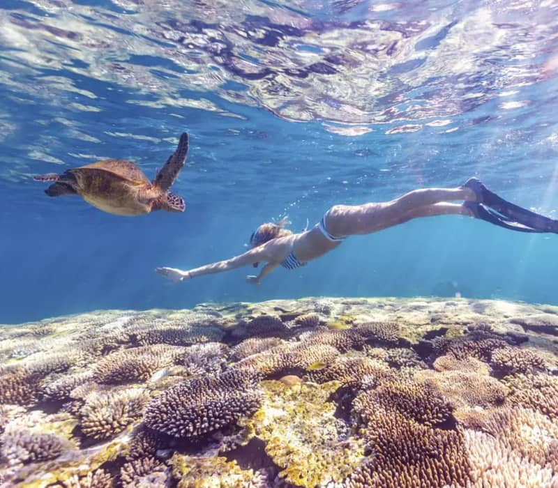 Woman swimming on a reef with a turtle in crystal clear water.