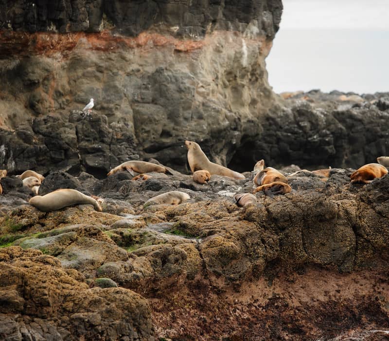 Fur Seals resting on rocky shoreline with ocean waves in the foreground.