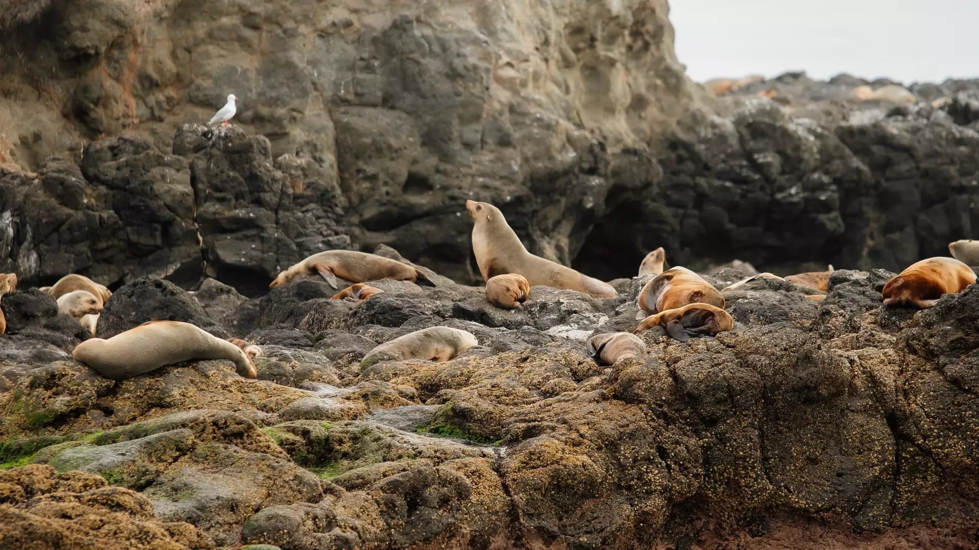 Fur Seals resting on rocky shoreline with ocean waves in the foreground.