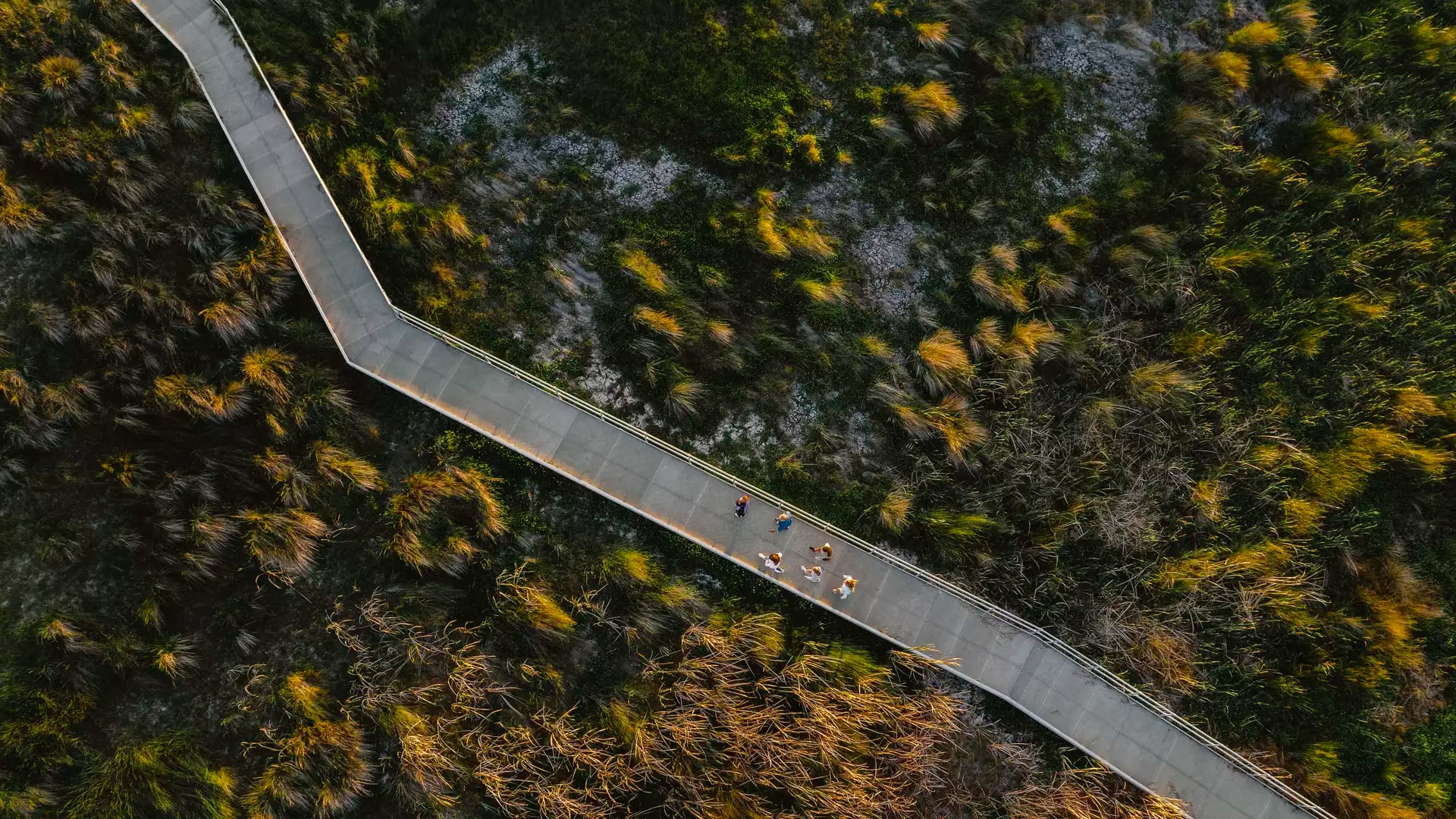 A vertical top-down aerial photograph of a grey concrete or wooden boardwalk stretching diagonally across a landscape of dry, yellow-green grasses and reeds. A small group of people is seen walking together along the path.