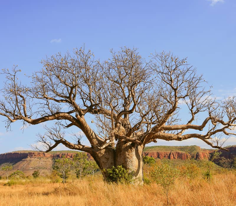 Boab tree (Andansonia gregorii), El Questro Wilderness Park, near the Cockburn Range.