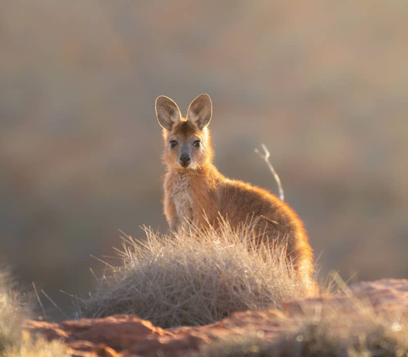 A small wallaby with large ears stands alert on the rocky ironstone of Nawurlandja, backlit by the soft golden light of a Kakadu sunset.