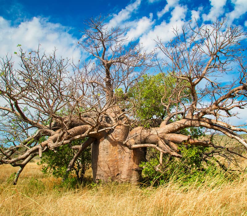 A large, multi-limbed Boab tree centered in a dry grass field under a blue sky with wispy clouds in Western Australia.
