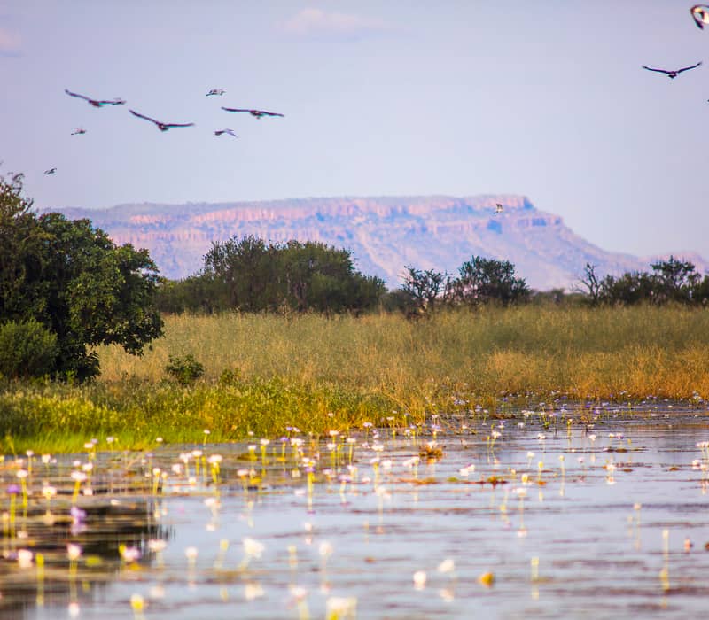 Water lilies floating on a lagoon with birds flying overhead and a flat-topped mountain in the background of the Kimberley.