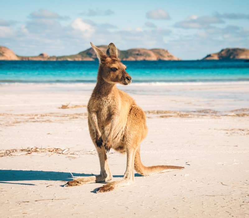 A lone kangaroo standing on the white sand of Lucky Bay beach in Esperance with blue ocean and islands in the background.