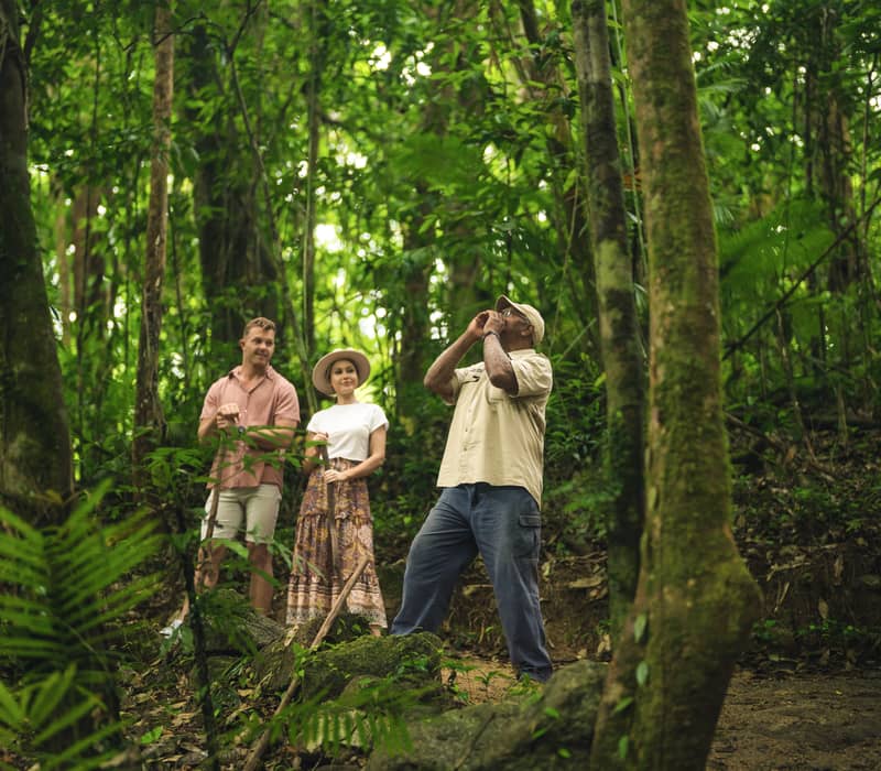 A tour guide leading a couple through the dense tropical ferns of the Daintree Rainforest at Mossman Gorge.