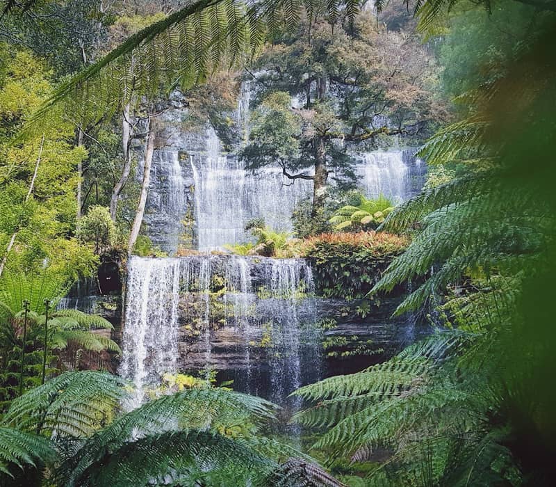 Cascading water over tiered rock ledges surrounded by dense green ferns in Mt Field National Park.