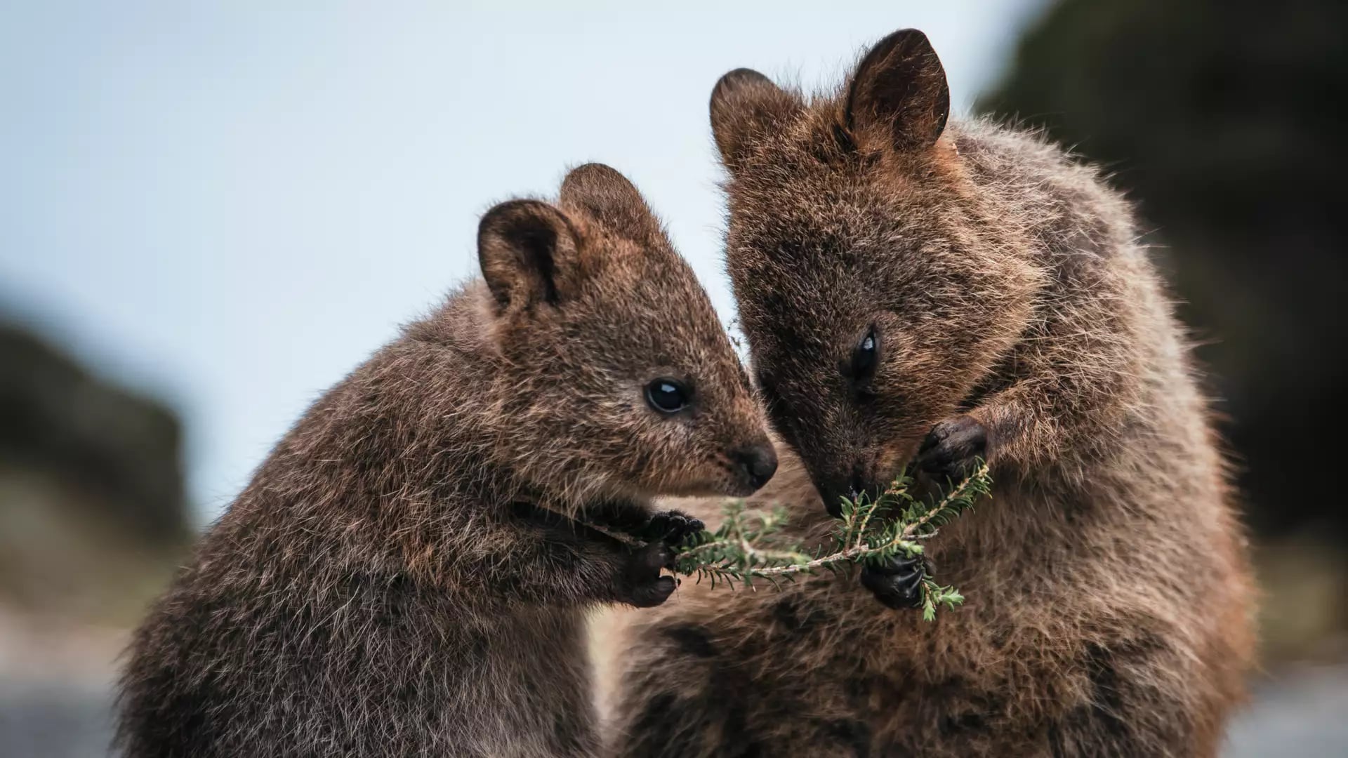 Iconic Australian Wildlife and Nature Tour