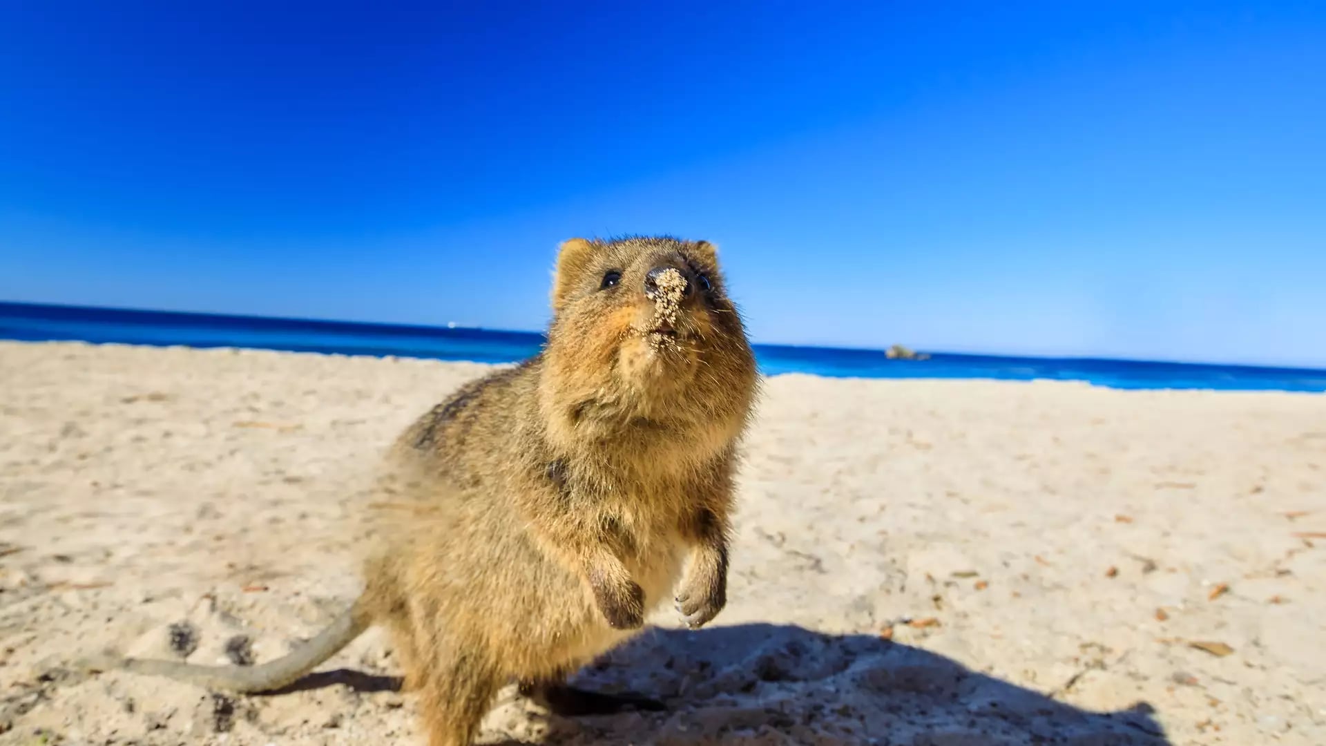 Intrepid Travel: Best of Perth, Margaret River & Rottnest Island