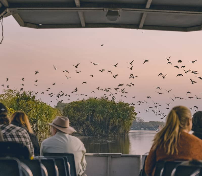 Passengers on a Yellow Water Cruise watch a large flock of birds take flight over the wetlands at twilight in Kakadu National Park.