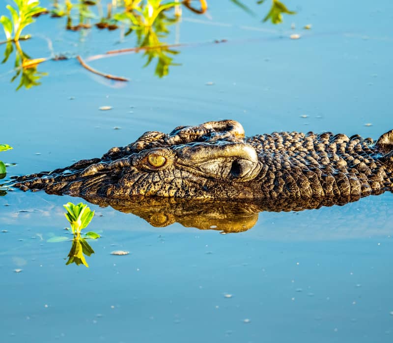 A close-up of a large Saltwater Crocodile (Crocodylus porosus) partially submerged in the calm waters of Yellow Water Billabong in Kakadu National Park.
