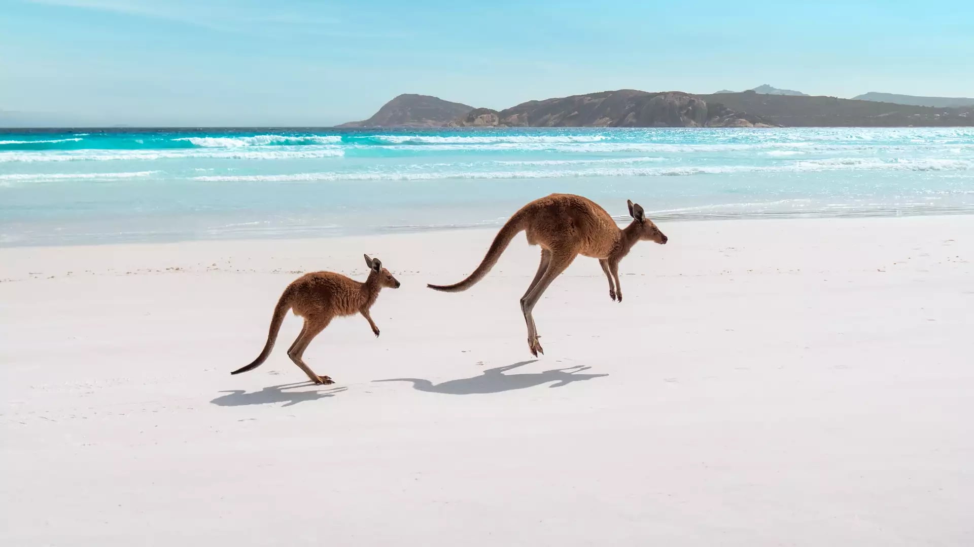 Two kangaroos mid-bound along the shoreline of a white sand beach with white tire tracks and blue ocean water.