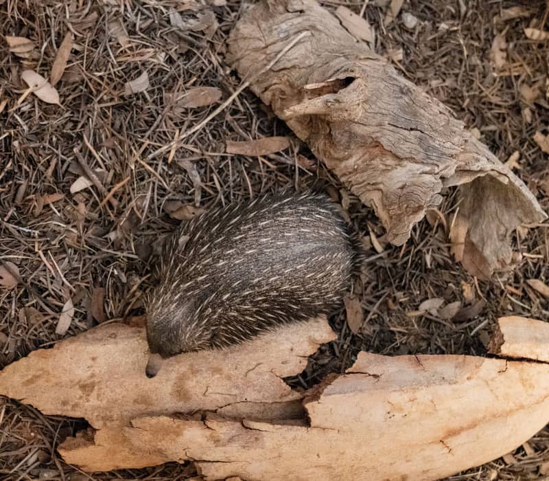 A top-down close-up shows a small, spiny baby echidna burrowing into dry leaves and twigs next to a piece of weathered tree bark in Alice Springs.