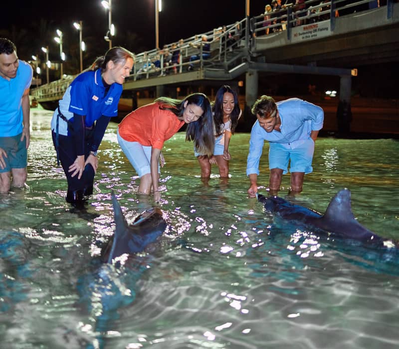 Tourists hand-feeding wild bottlenose dolphins in shallow water at night in Moreton Bay, Queensland.