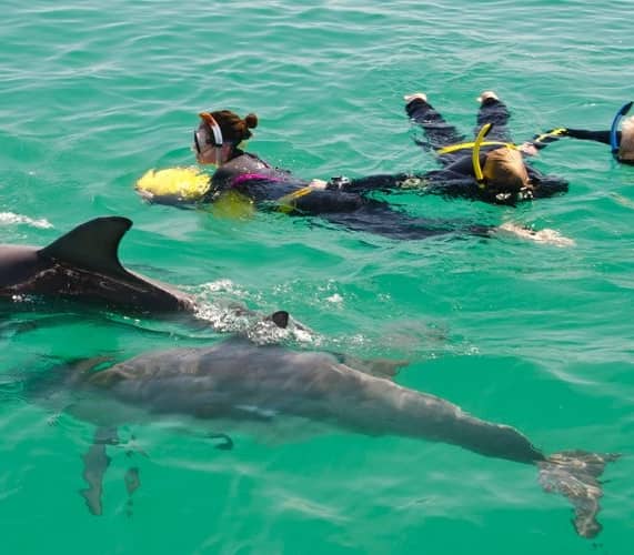 Group of snorkelers in wetsuits floating in the ocean next to wild dolphins in Western Australia.
